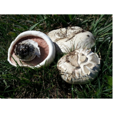 Мицелий Шампиньона растрескивающегося (Аgaricus fissuratus)